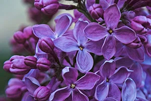 purple flowers