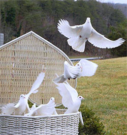 dove-release